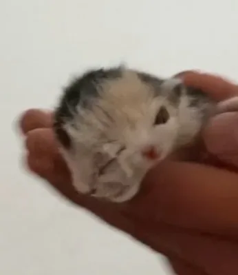 Sorpresa en Rivadavia por un gatito con “dos caras” que se volvió viral