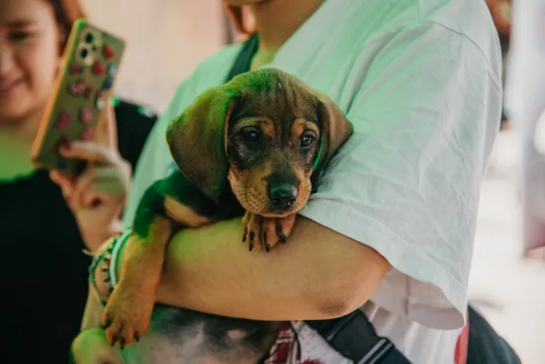 El quirófano de mascotas brindará esterilizaciones gratuitas en Rivadavia