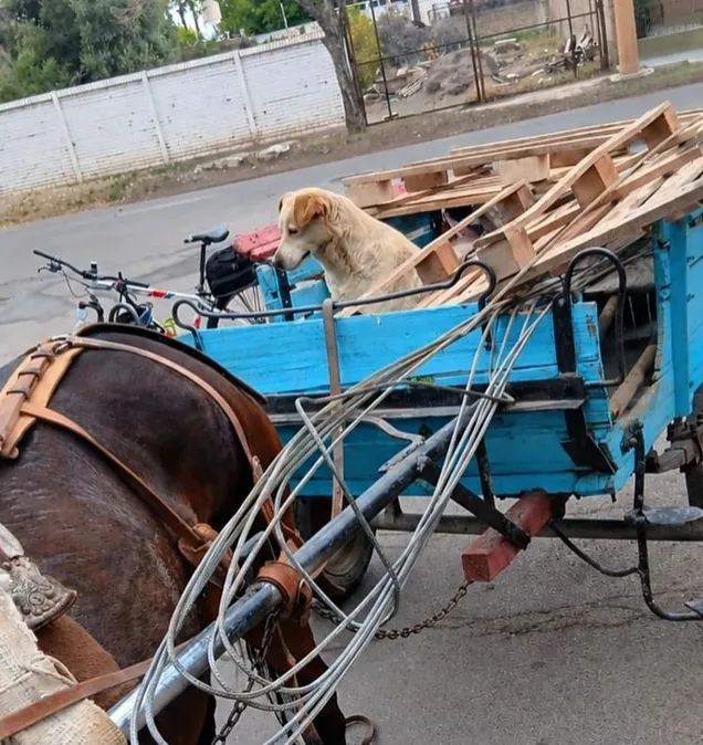 Lo atraparon con hierros robados y terminó detenido en Capital