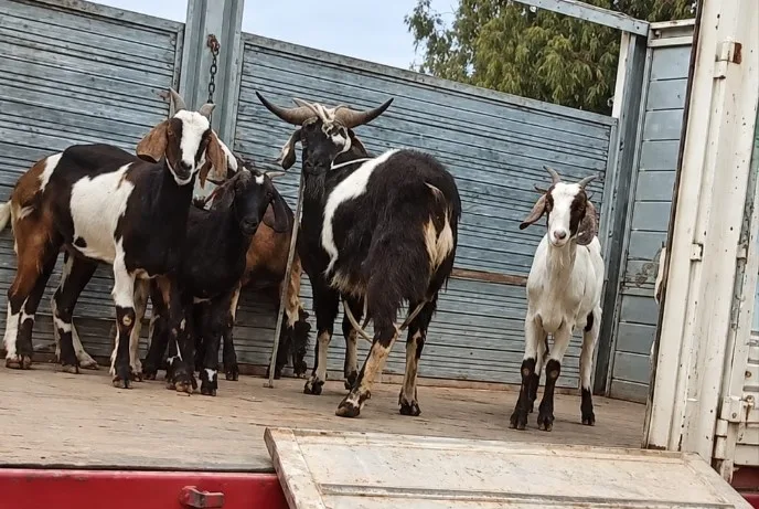 Malos olores y ruidos molestos: allanaron una propiedad y secuestraron animales