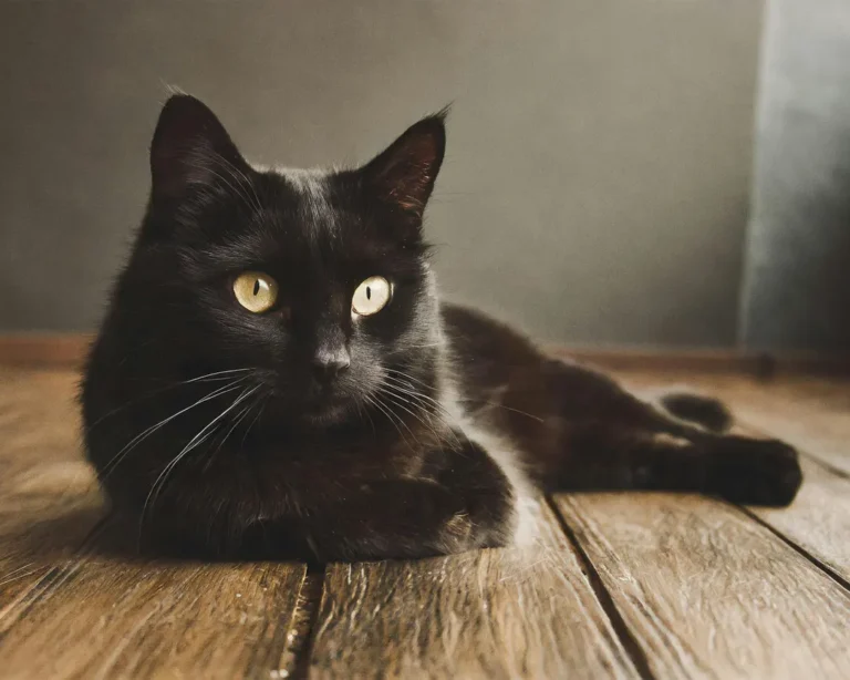 Gatos negros: por qué sus dueños entran en pánico cuando llega octubre