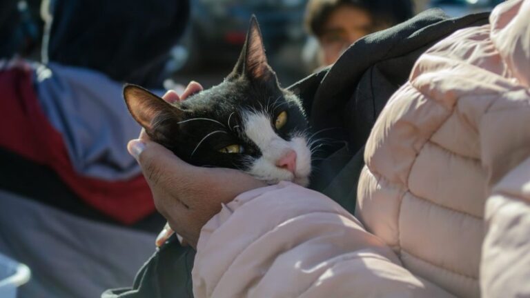 Cómo proteger a las mascotas y prevenir accidentes tras las lluvias