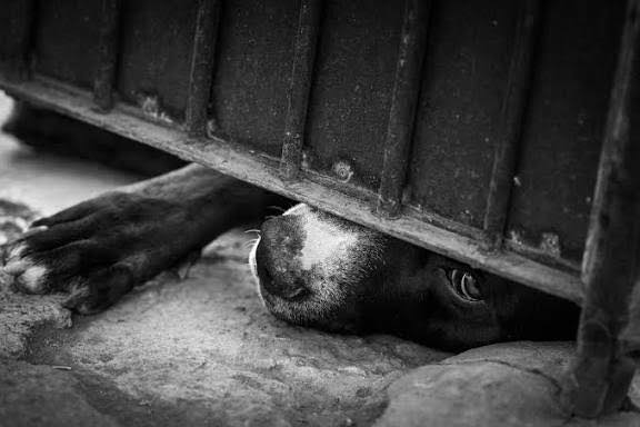 Presunto abuso sexual contra un cachorro en San Juan: hicieron la denuncia y piden actuar